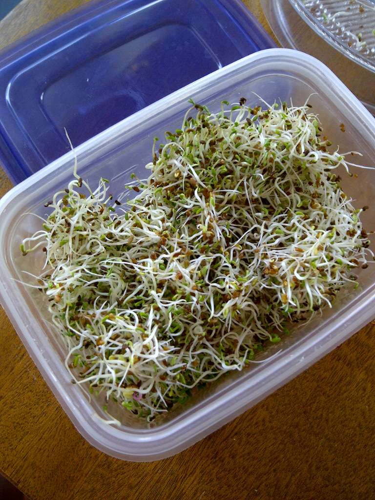 Alfalfa sprouts