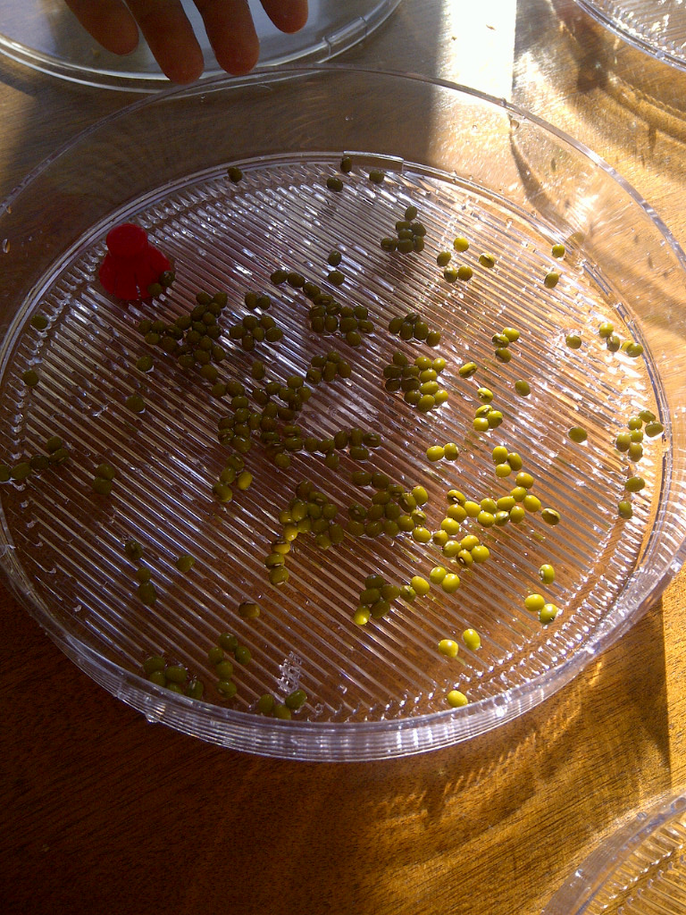 Sprouting mung beans