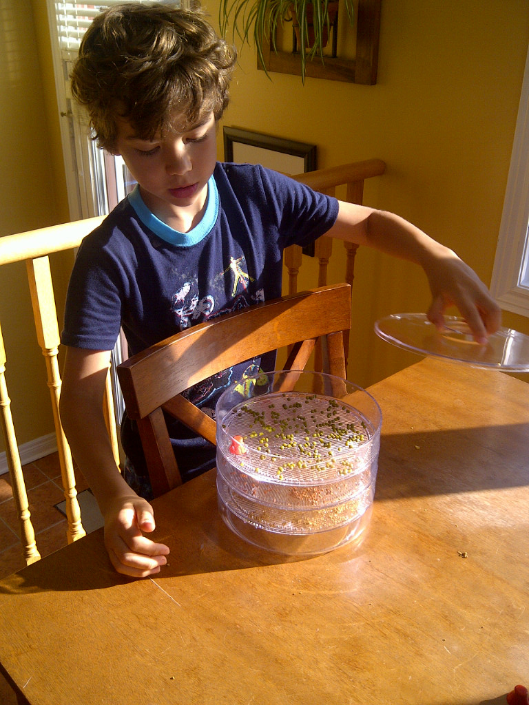 Sprouting with kids