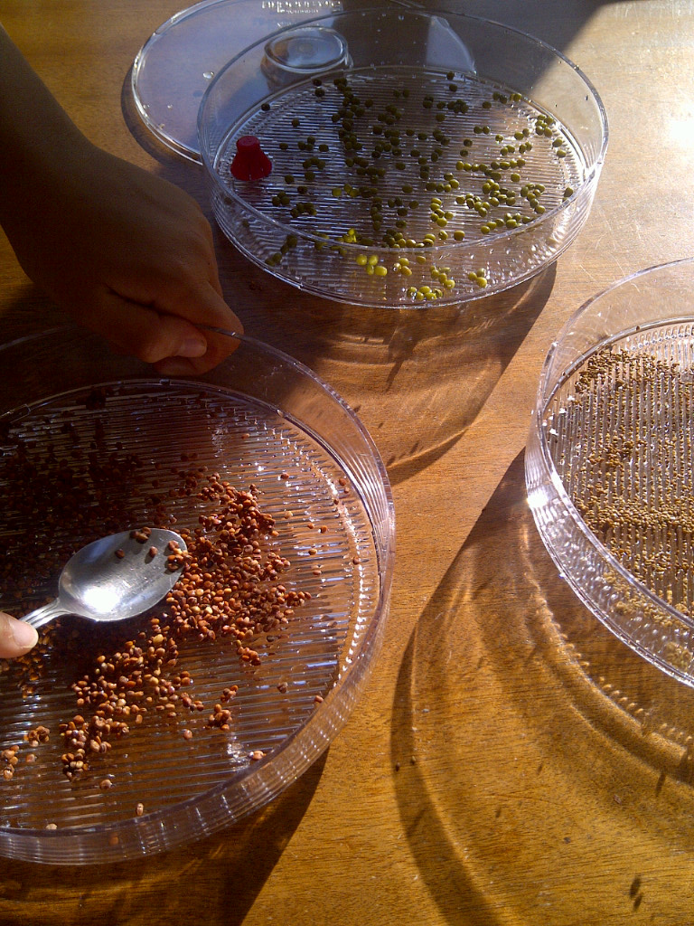Sprouting beans and seeds