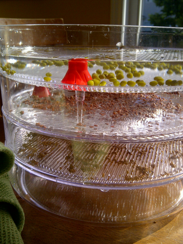 Sprouting beans and seeds